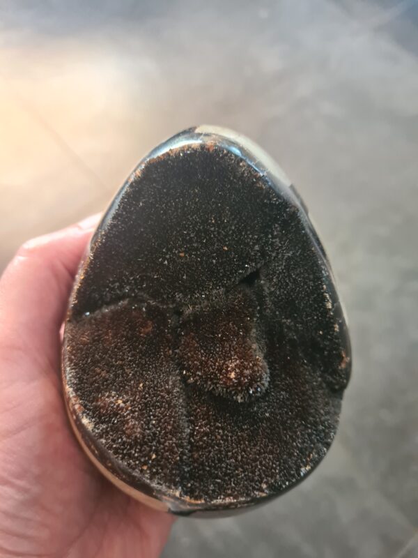 Septarie ei (Dragon egg) - Afbeelding 6