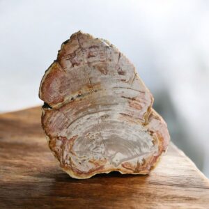 Versteend hout 3050 gram