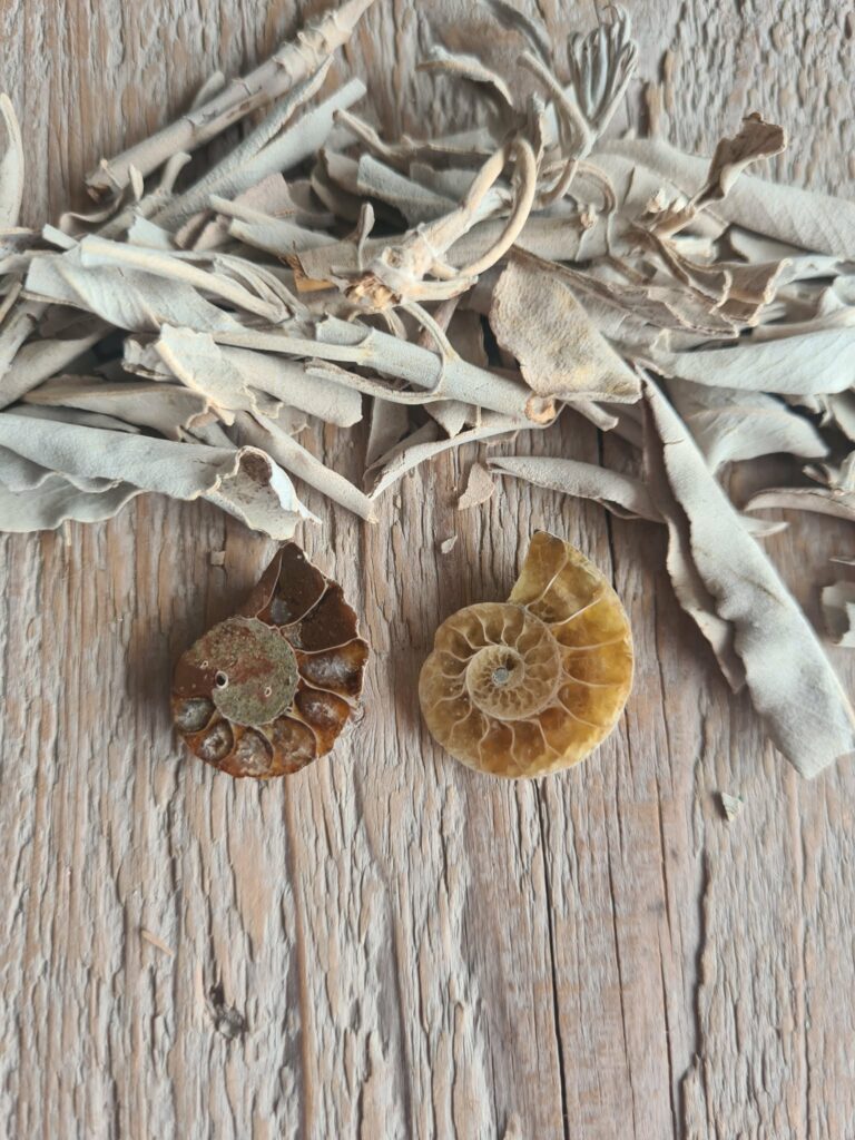 Ammoniet
